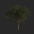 Vibrant Arbor With Lush Green Foliage And Solid Trunk In Clear
