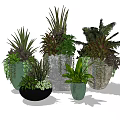 Varied Bonsai Potted Plants With Different Colorful Pots And Green Foliage