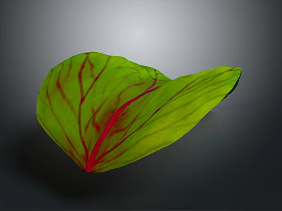 Vibrant Green Plant Leaf with Striking Red Veins in Natural Light 3d model