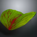 Vibrant Green Plant Leaf with Striking Red Veins in Natural Light