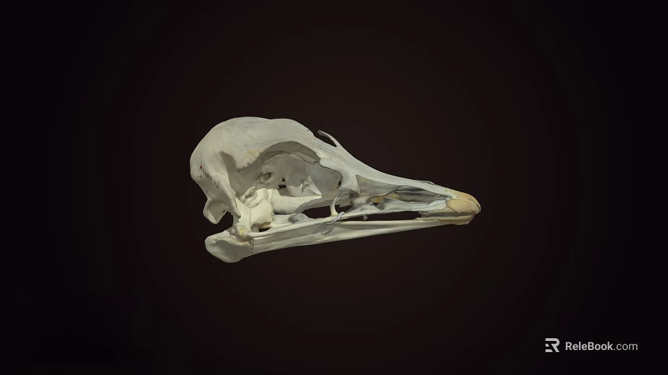 Close Up View Of Bird Skull Skeleton With Anatomical Features On Dark Background 3d model 