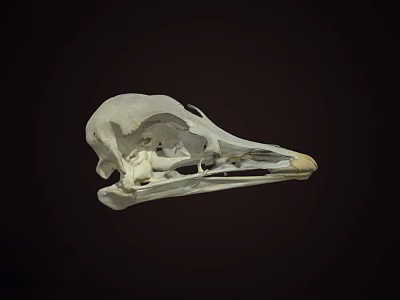 Close Up View Of Bird Skull Skeleton With Anatomical Features On Dark Background 3d model