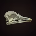 Close Up View Of Bird Skull Skeleton With Anatomical Features On Dark Background