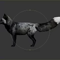 Striking Black and Gray Fox with White Tipped Tail Standing on Gray Background