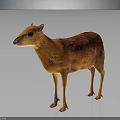 Small Orange And Brown Deer Like Animal With Shiny Fur Standing On Dark Background