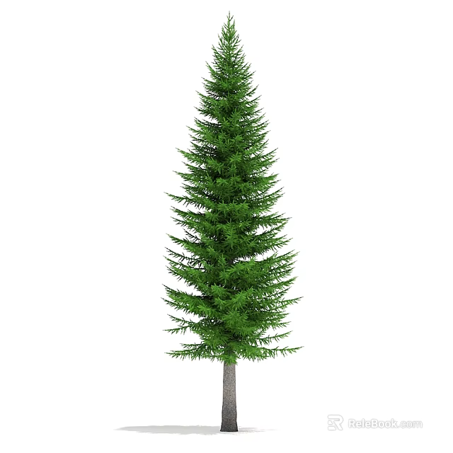 Tall Evergreen Arbor With Lush Green Foliage And Straight Brown Trunk 3d model 
