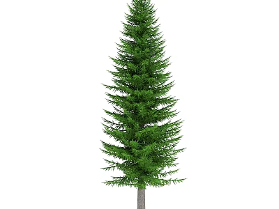 Tall Evergreen Arbor With Lush Green Foliage And Straight Brown Trunk 3d model
