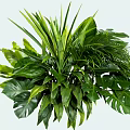 Lush Green Shrub Featuring Various Leaf Shapes And Dense Tropical Foliage