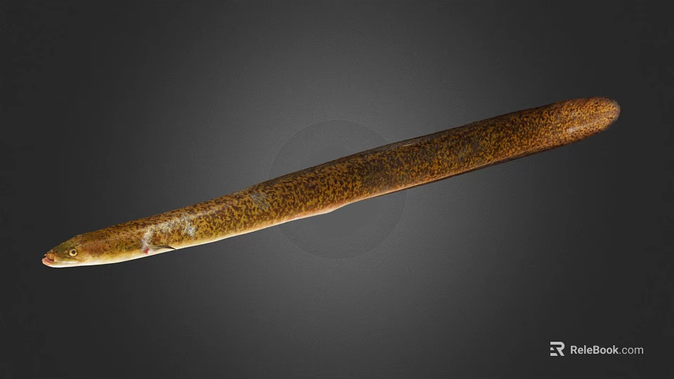 Long Slender Brown Golden Eel With Scaly Texture On Dark Background 3d model 
