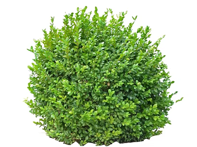 Lush Green Round Shrub with Fresh Healthy Leaves for Garden Landscaping 3d model