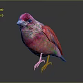 Vibrant Pink Bird with Red Head and Feathers Standing on Dark Surface Against Gray Background