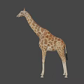 Majestic Tall Spotted Giraffe With Long Neck In Natural Outdoor Grassland