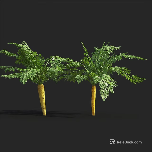 Two Fresh Carrots With Green Leafy Tops On Black Background 3d model 