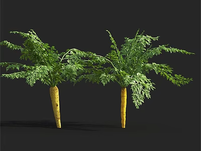 Two Fresh Carrots With Green Leafy Tops On Black Background 3d model