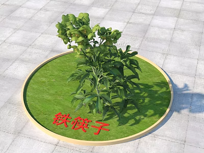 Green Helleborus Shrub in Circular Lawn with Golden Border and Red Text 3d model