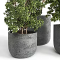 Bonsai Potted Plants Featuring Green Leaves Planted In Gray Decorative Pots For Indoor Decor