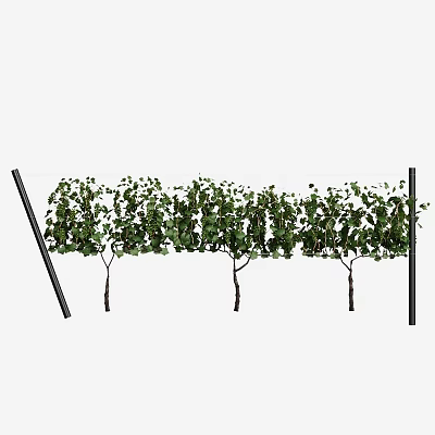 Modern Grapevine 3d model Modern Grapevine 3d model