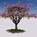 Beautiful Flowering Arbor With Pink Blossoms Green Grass Under Blue Sky