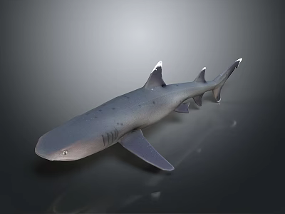 3D Rendered Shark With Streamlined Body And Dorsal Fins On Dark Gradient Background 3d model