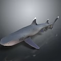 3D Rendered Shark With Streamlined Body And Dorsal Fins On Dark Gradient Background