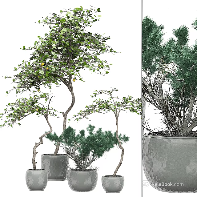 Artistic Bonsai Plants With Curved Trunks And Lush Green Leaves In Gray Pots 3d model 