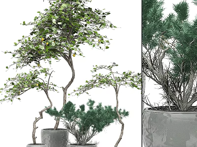 Artistic Bonsai Plants With Curved Trunks And Lush Green Leaves In Gray Pots 3d model