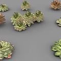 Various Guanyinlian Succulent Plants with Rosette Shaped Leaves and Colorful Foliage