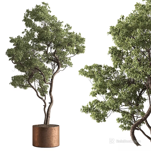 Bonsai Trees With Twisted Trunks And Lush Green Leaves In Brown Pots 3d model 