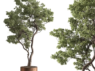 Bonsai Trees With Twisted Trunks And Lush Green Leaves In Brown Pots 3d model