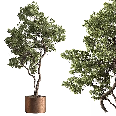 Bonsai Trees With Twisted Trunks And Lush Green Leaves In Brown Pots 3d model