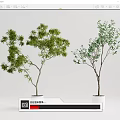 Two Bonsai Potted Plants With Green Foliage Slender Trunks In White Pots Gray Background