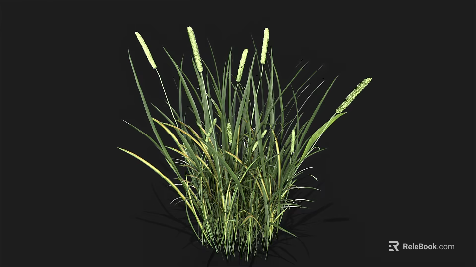 Lush Green Grass With White Spikelets Growing On Black Background 3d model 