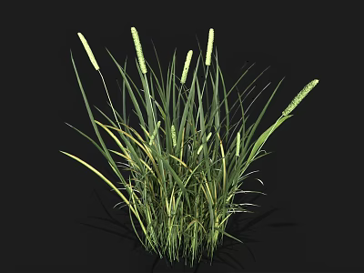Lush Green Grass With White Spikelets Growing On Black Background 3d model