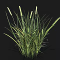 Lush Green Grass With White Spikelets Growing On Black Background
