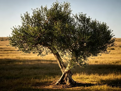 Olive Tree With Twisted Trunk And Lush Green Foliage In Golden Grassland Under Clear Sky 3d model