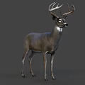 Detailed Realistic Deer With Large Antlers Standing On Gray Background