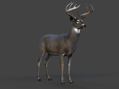 Detailed Realistic Deer With Large Antlers Standing On Gray Background 3d model