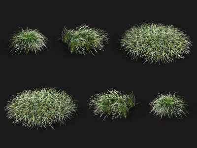 Green And White Slender Leaf Grass Clusters For Garden Landscaping 3d model