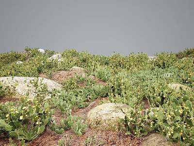 Flowers and Plants Thriving Among Stones with Green Vegetation and Yellow Blooms 3d model