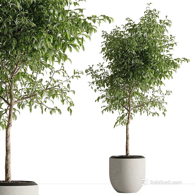 Healthy Bonsai Potted Plant With Lush Green Leaves In Gray Concrete Pot 3d model 