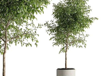 Healthy Bonsai Potted Plant With Lush Green Leaves In Gray Concrete Pot 3d model