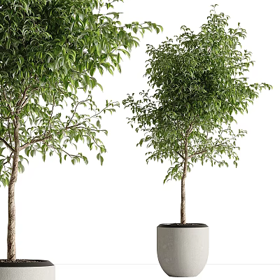 Healthy Bonsai Potted Plant With Lush Green Leaves In Gray Concrete Pot 3d model