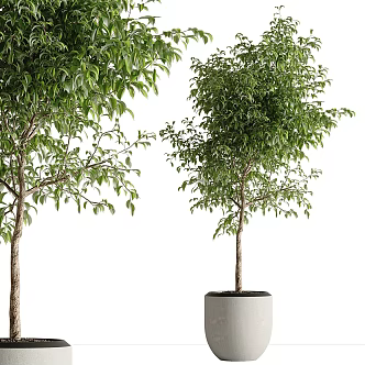 Modern Green Plant Potted Plant 3d model