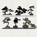 Bonsai Plants Indoor Decoration On Shelves With Various Styles And Green Foliage