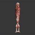 Medical Device Human Muscle Anatomy Model Showing Full Body Muscular Structure