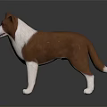 Brown and white dog standing on dark background with visible reflection on surface 3d model