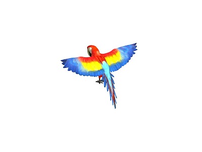 PBR parrot parakeet macatet multicolored parrot bird animal bird with animation 3d model