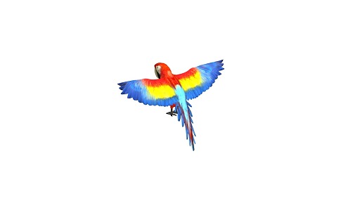 PBR parrot parakeet macatet multicolored parrot bird animal bird with animation 3d model