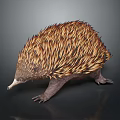 Echidna With Spiky Brown And Yellow Coat And Long Snout On Dark Background