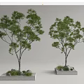 Modern Tree Pool Courtyard Landscape Trees Arbor Street Trees 3d model